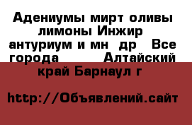 Адениумы,мирт,оливы,лимоны,Инжир, антуриум и мн .др - Все города  »    . Алтайский край,Барнаул г.